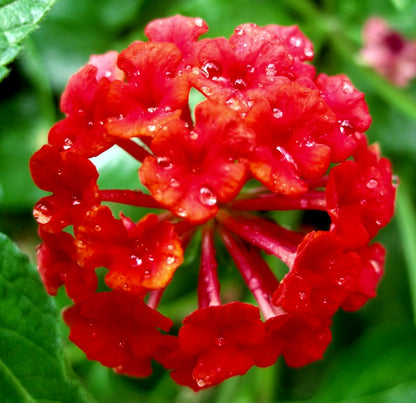 Lantana camara 25-40cm DIFFERENT COLOURS