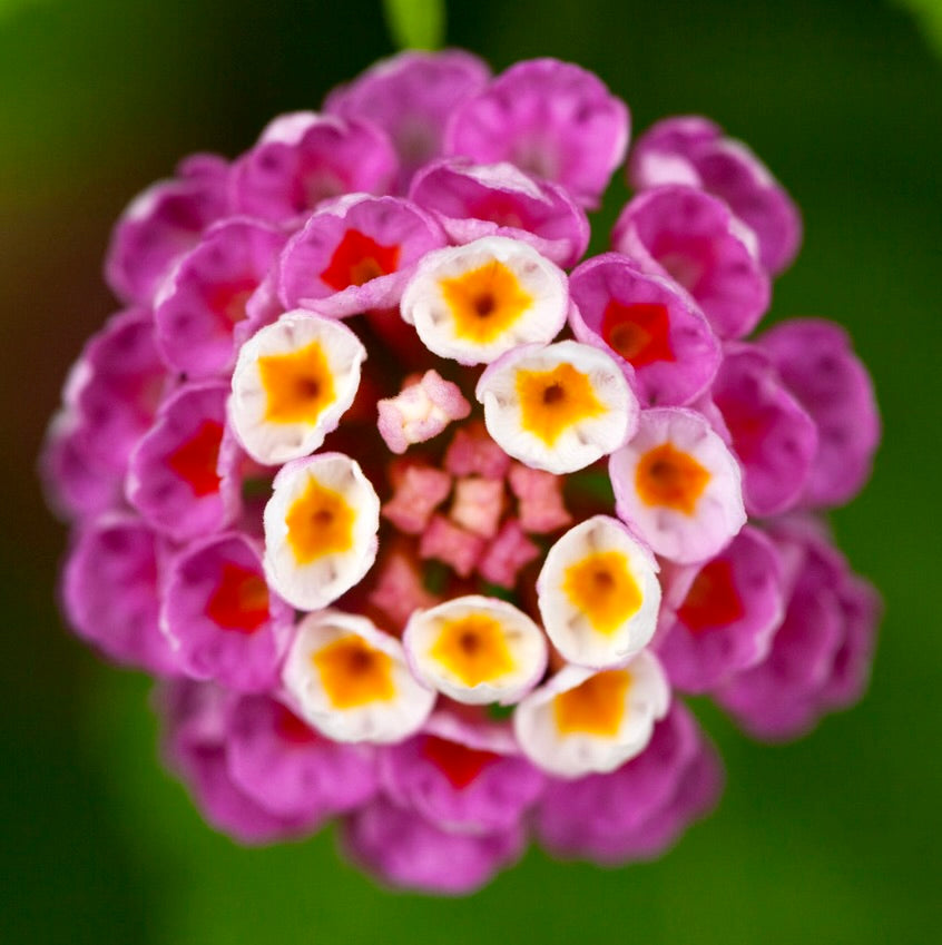 Lantana camara 25-40cm DIFFERENT COLOURS