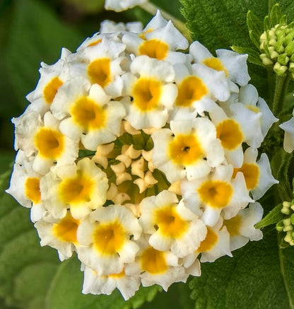 Lantana camara 25-40cm DIFFERENT COLOURS