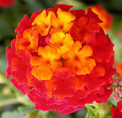 Lantana camara 25-40cm DIFFERENT COLOURS