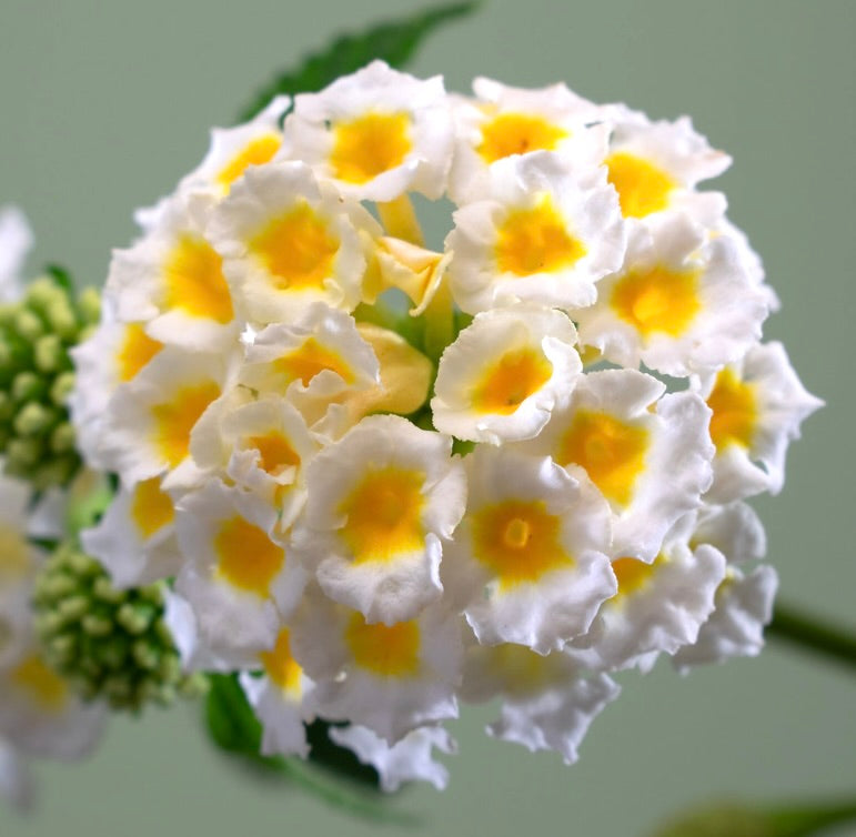 Lantana camara 25-40cm DIFFERENT COLOURS