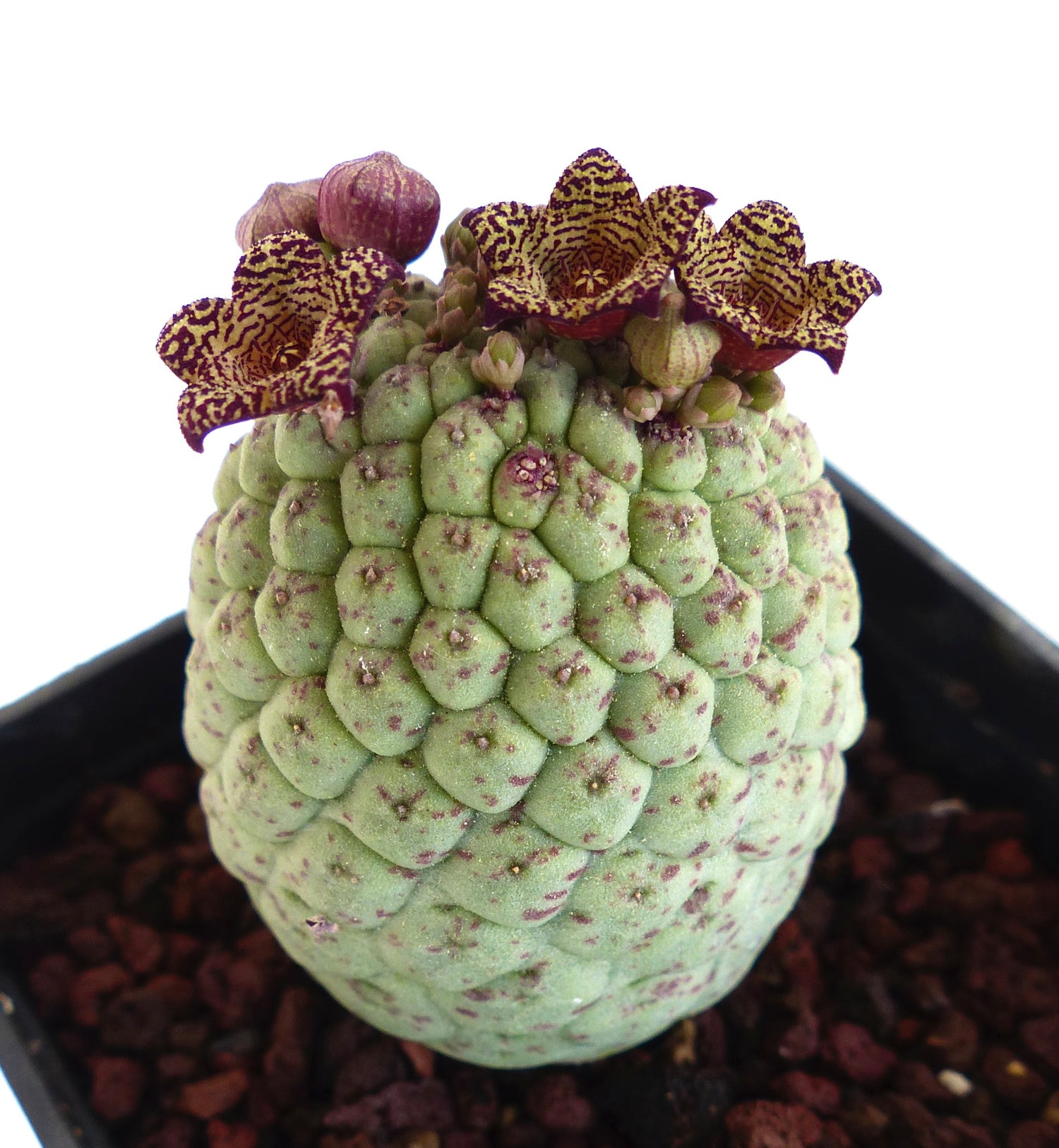 ลาร์รีลีคเคีย แคคติฟอร์มิส ต้นไม้ล้มลุกมีลำต้นสีเขียวเป็นตุ่มและดอกสีเหลืองม่วงมีจุดกระ