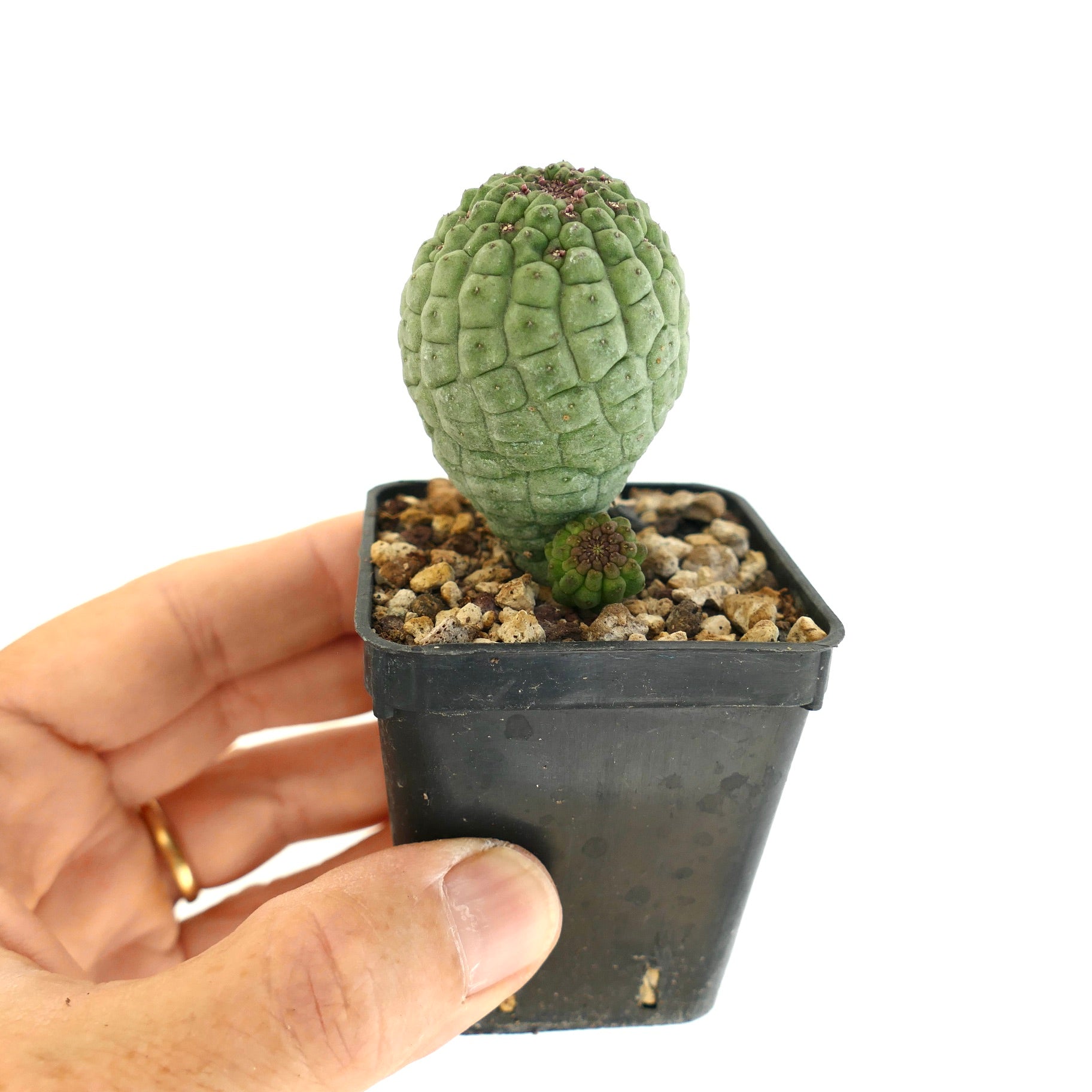 Larryleachia cactiformis succulent cactus with textured green stems and two heads in small pot
