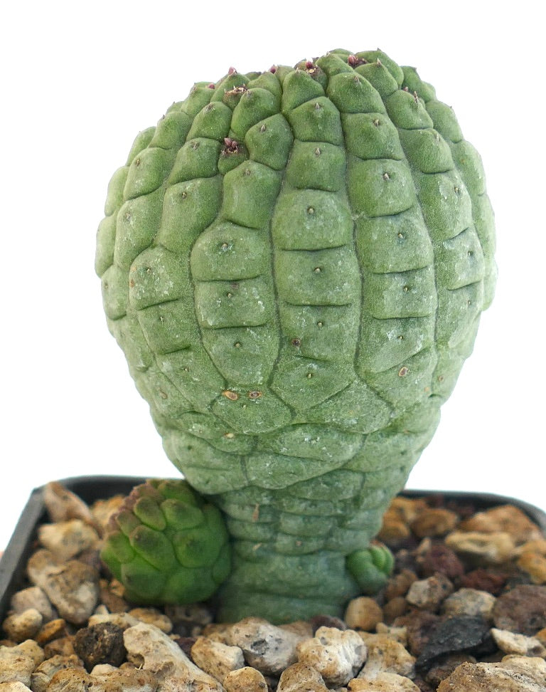 Larryleachia cactiformis rare succulent cactus with textured green stem and small offshoot