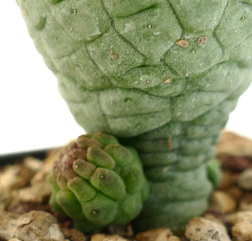 Larryleachia cactiformis succulent cactus with textured green stems and small rounded growths