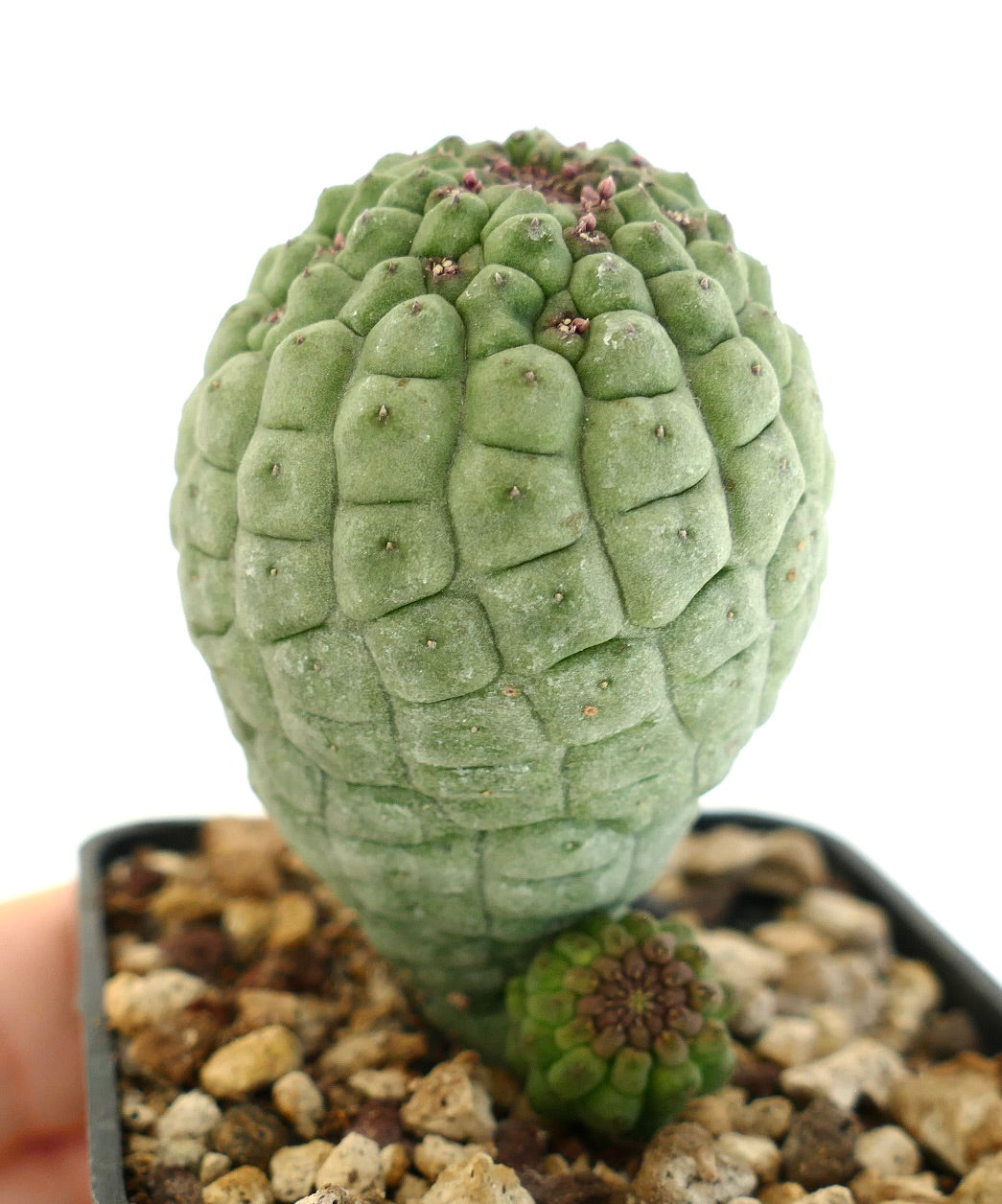 Larryleachia cactiformis succulent cactus with textured green segmented stems and small offshoot