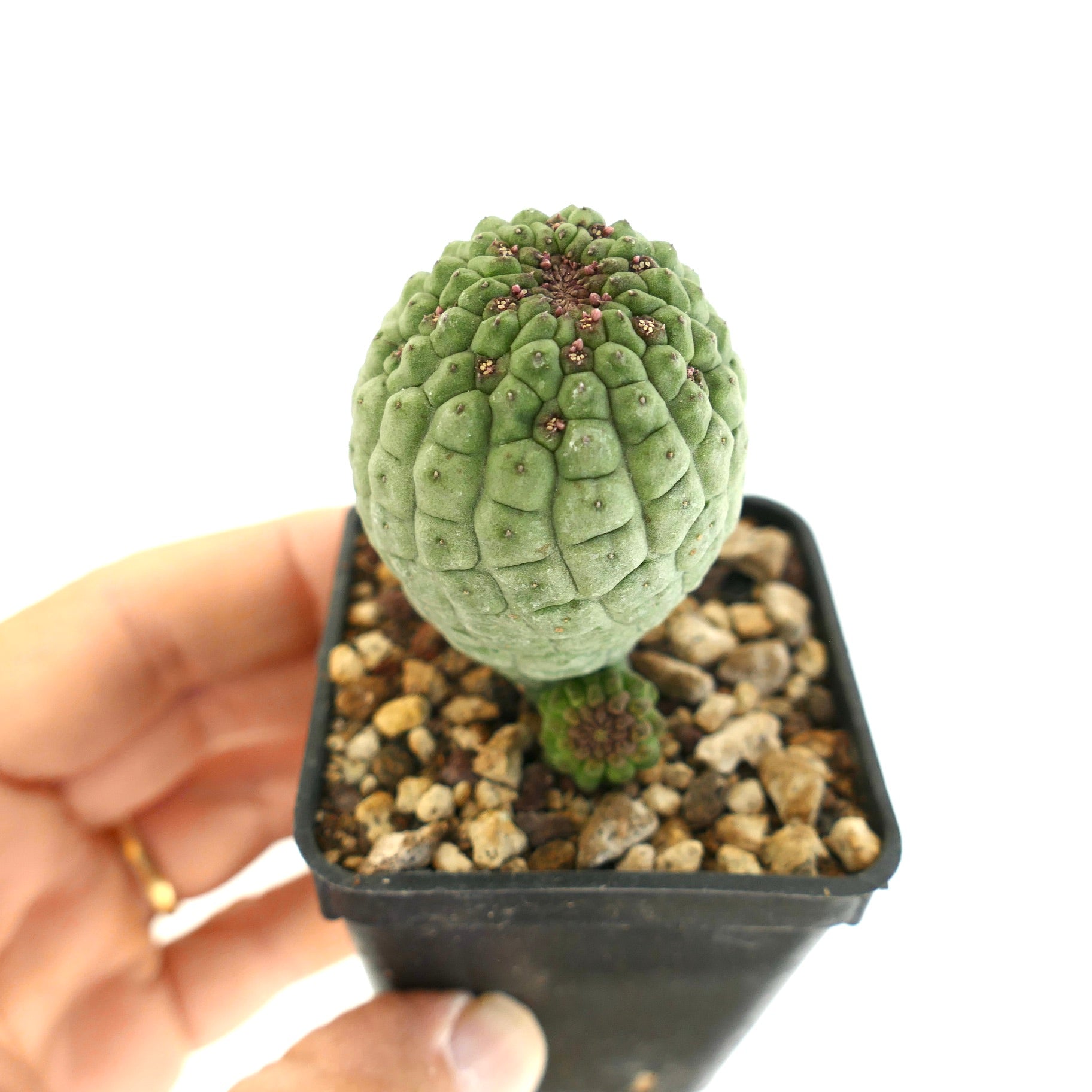 Larryleachia cactiformis succulent cactus with textured green stems in small pot