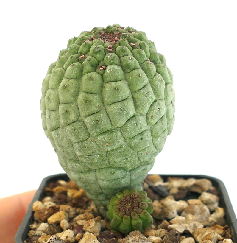 Larryleachia cactiformis rare succulent cactus with textured green stem and small offset growth