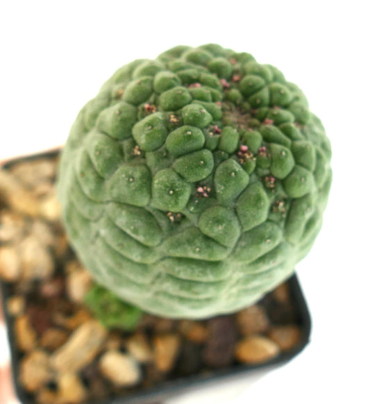 ラリーリーチア・カクティフォルミス 希少な多肉サボテン、緑色の質感のある肉芽と小さなピンク色の蕾付き