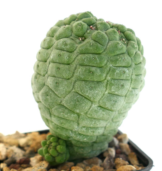 ラリーリアキア・カクティフォルミス 多肉植物のサボテンで、質感のある緑色のセグメント状茎と小さな子株付き