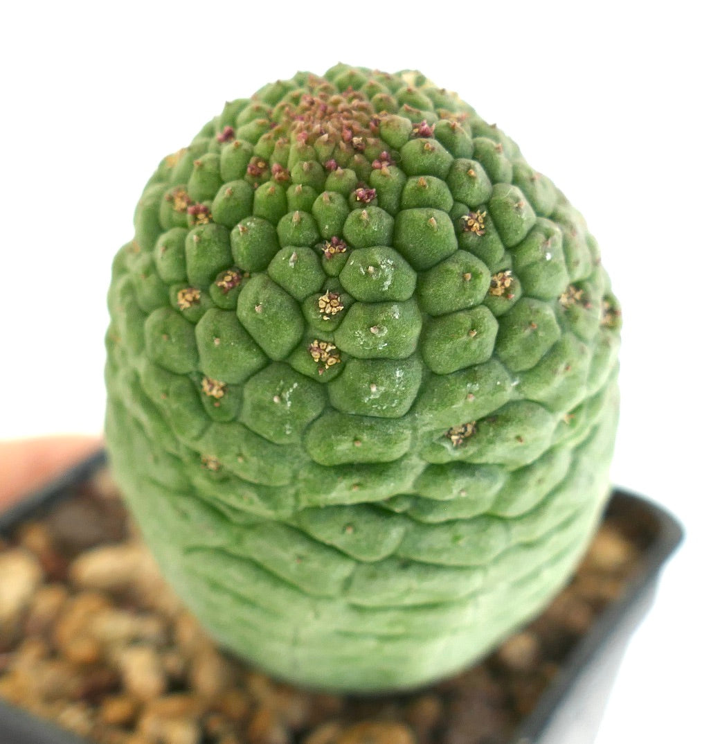 Larryleachia cactiformis rare succulent cactus with textured green tubercles and small spines