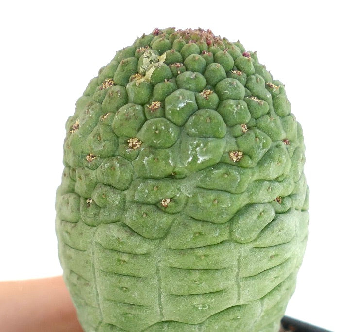 Larryleachia cactiformis rare succulent cactus with textured green tubercles and small buds