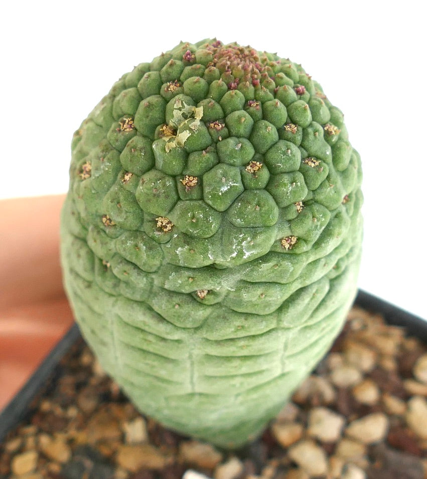 Larryleachia cactiformis rare succulent cactus with textured green tubercles and small flowers