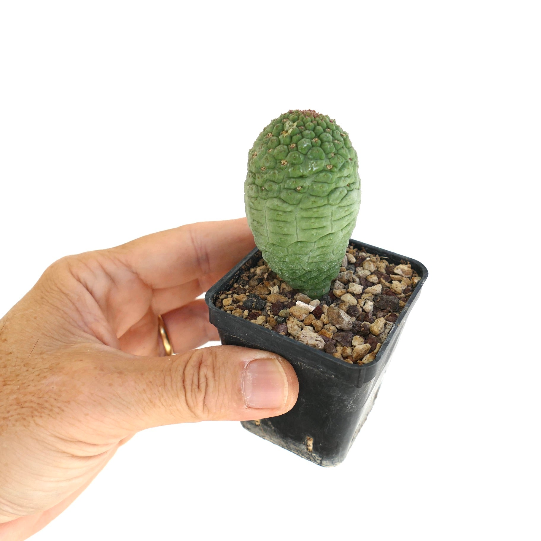 Larryleachia cactiformis rare succulent cactus with textured green stem in small pot