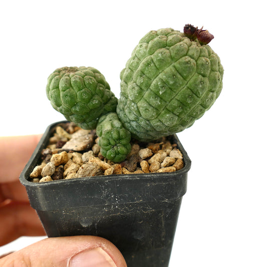 ラリリーチア・カクティフォルミス 多肉植物のサボテンで、質感のある緑色の茎と小さな茶色の花芽が特徴です