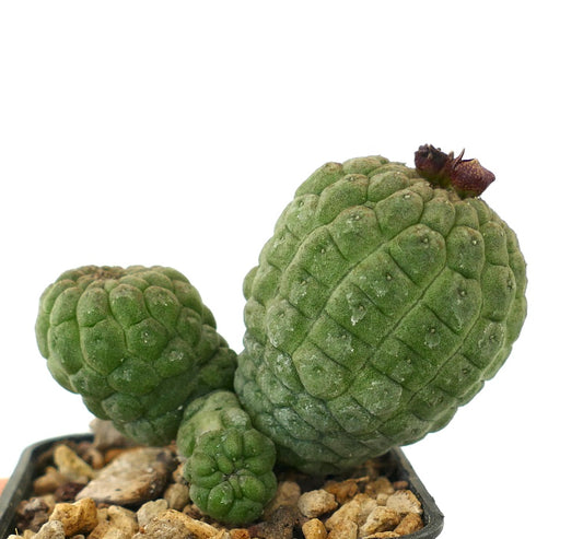 ラリーリーチア・カクティフォルミス 希少な多肉植物のサボテンで、質感のある緑色のセグメント状の茎と3つの頭部を持っています