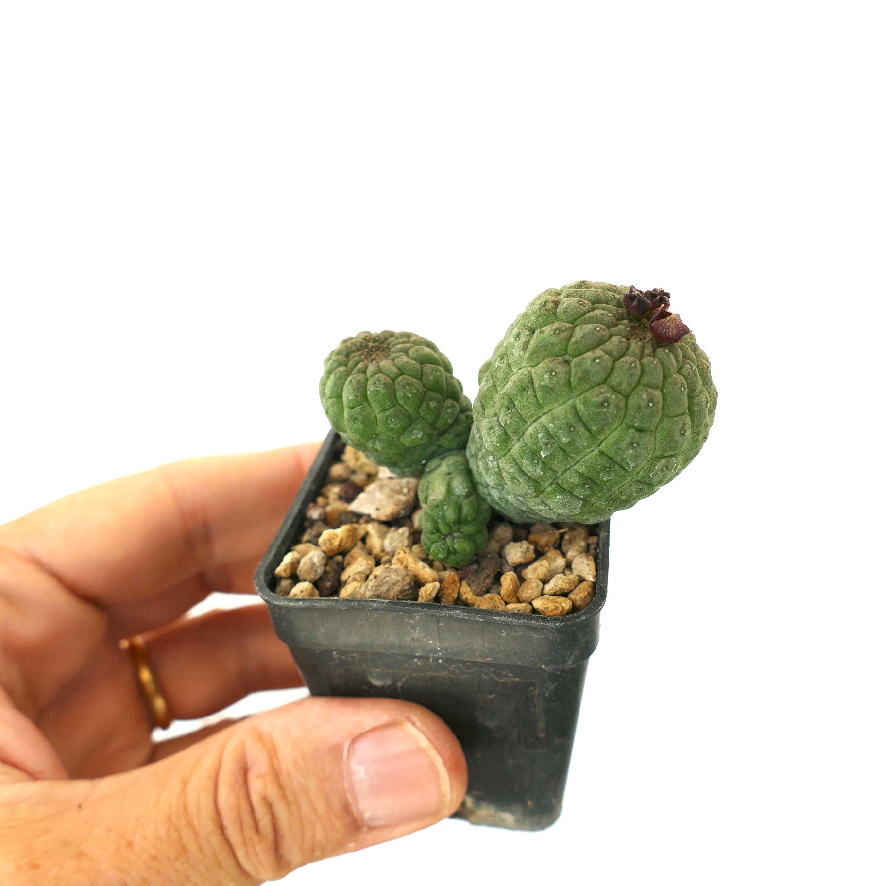 래리리치아 캑티포르미스 다육 선인장, 작은 화분에 세 개의 질감 있는 초록색 머리