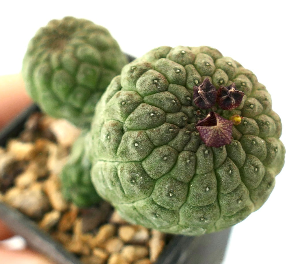 래리리치아 캑티포르미스 다육 선인장, 질감 있는 초록 줄기와 작은 짙은 보라색 꽃