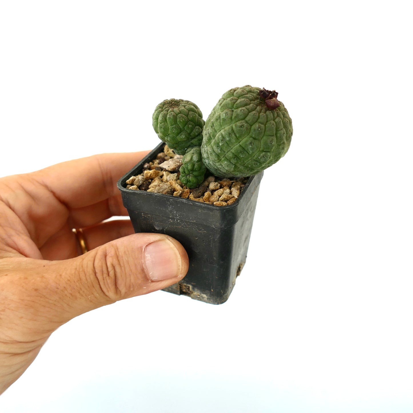 래리리키아 캑티포르미스 작은 다육 식물 선인장 질감 있는 녹색 줄기 검은 화분에 담김