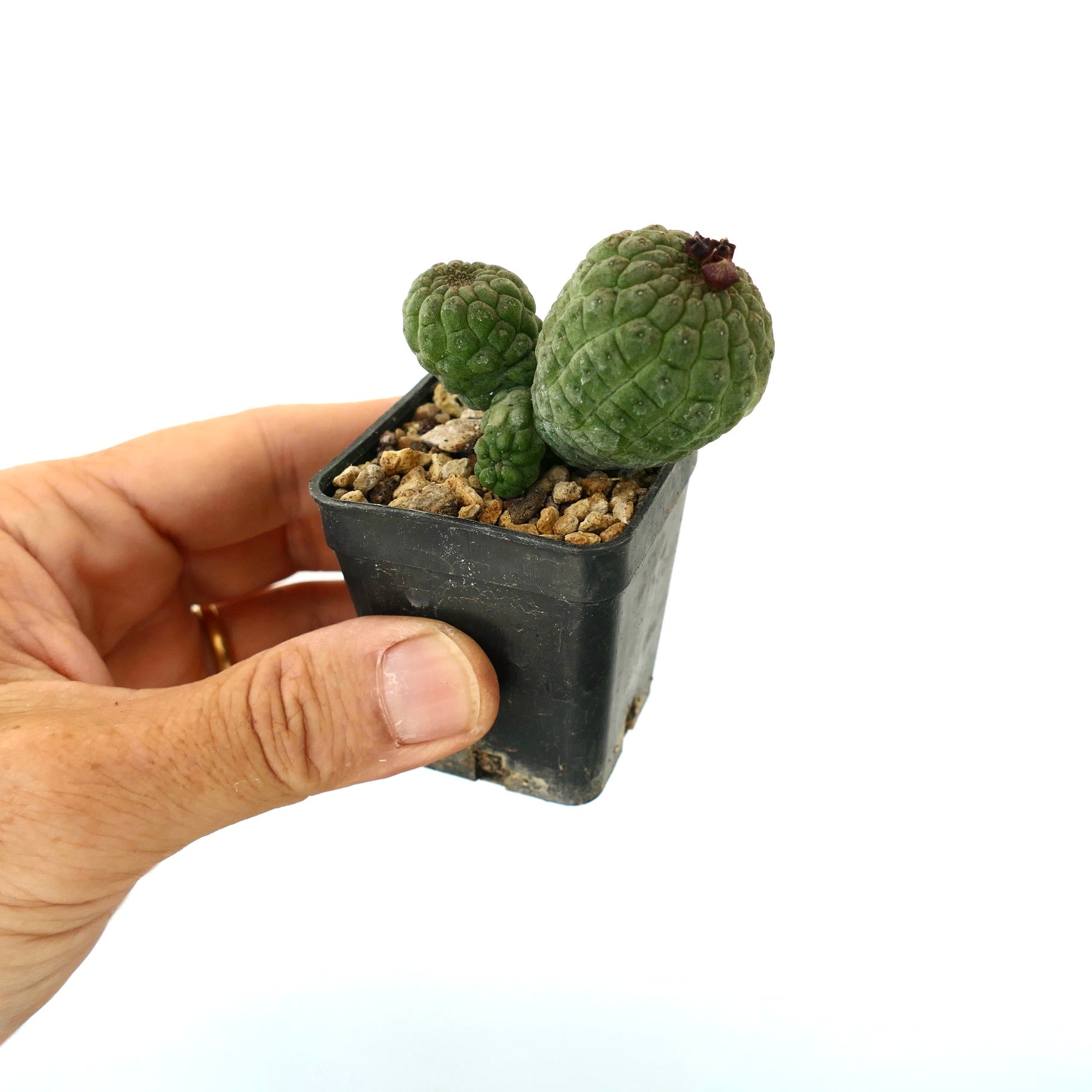 래리리키아 캑티포르미스 작은 다육 식물 선인장 질감 있는 녹색 줄기 검은 화분에 담김