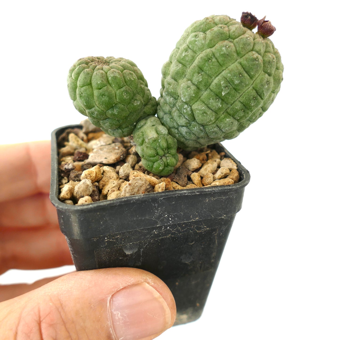 래리리아키아 캑티포르미스 다육질 선인장, 텍스처가 있는 녹색 결절, 작은 화분에 담김