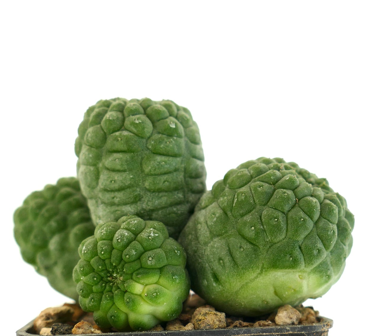 래리리치아 캑티포르미스 다육 선인장, 질감 있는 녹색 돌기, 작은 화분 포함