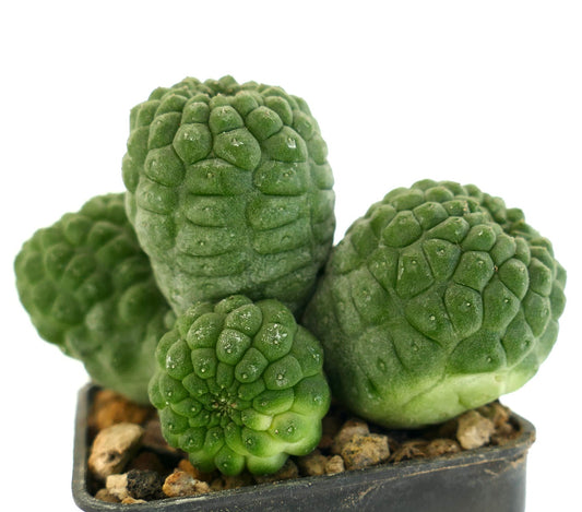 ラーリールーチア・カクティフォルミス 多肉質サボテン 小さな鉢に集まった緑色のこぶ付き