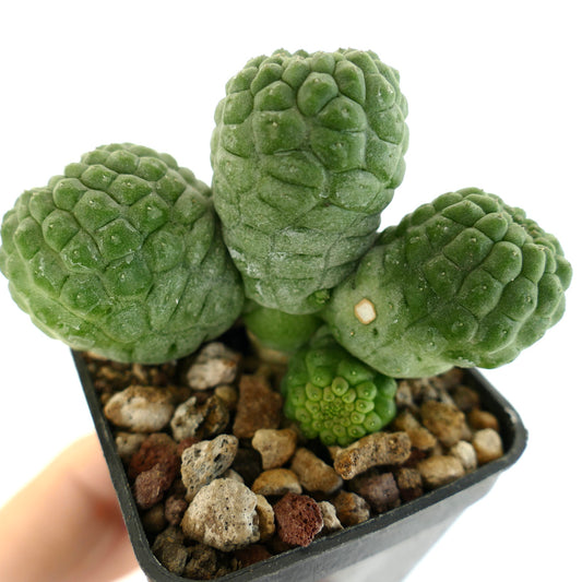 ラリーリアキア・カクティフォルミス 多肉植物 サボテン クラスター状の緑色のイボが特徴 小さな鉢植え