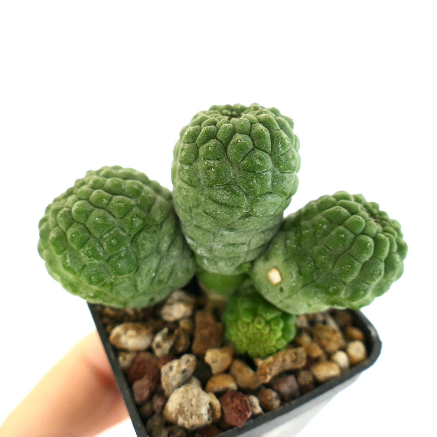 래리리키아 캑티포르미스 희귀 다육질 선인장, 무리지은 녹색 질감 줄기