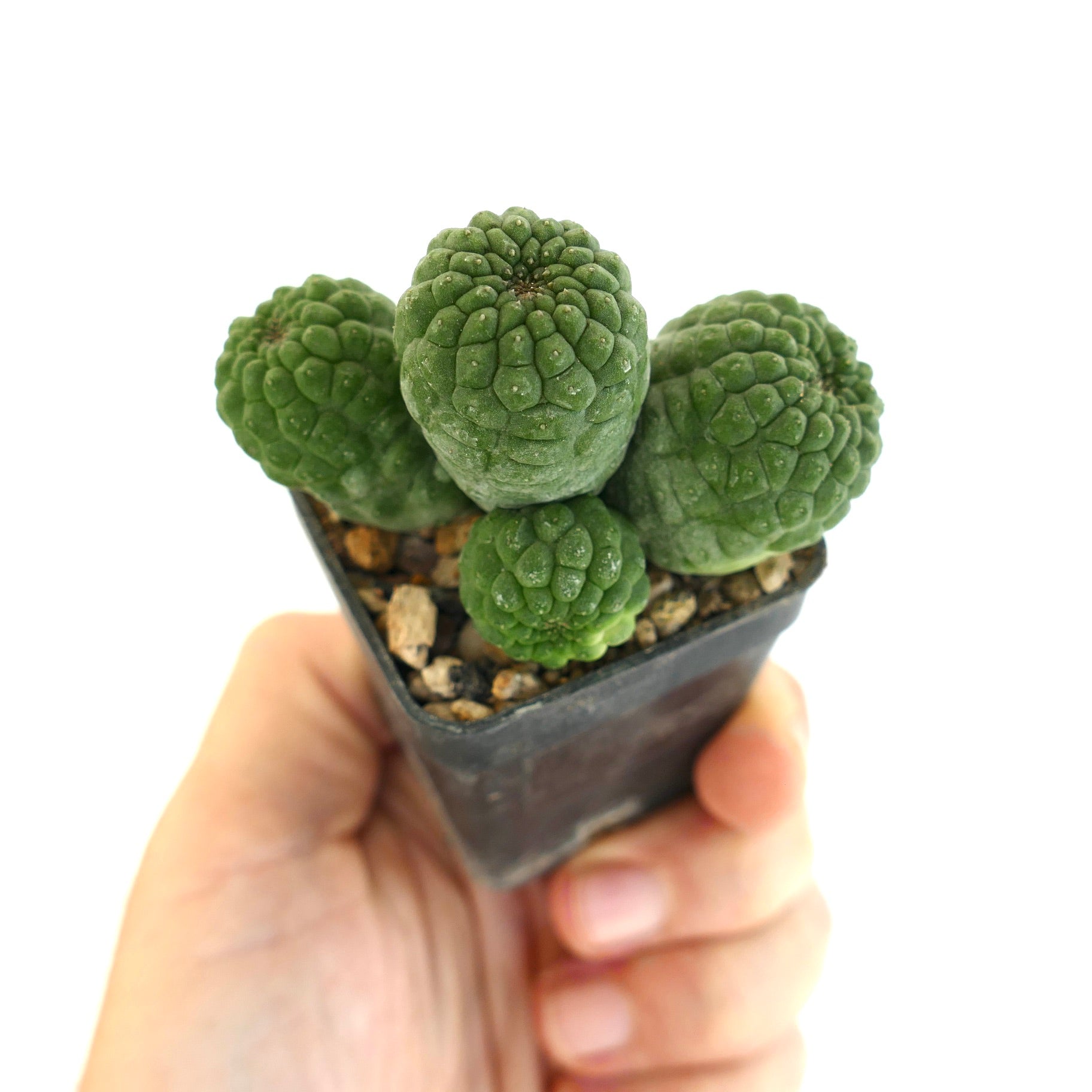 래리레아치아 캑티포르미스 작은 군생 다육 식물 선인장, 질감 있는 초록색 머리, 화분에 담김