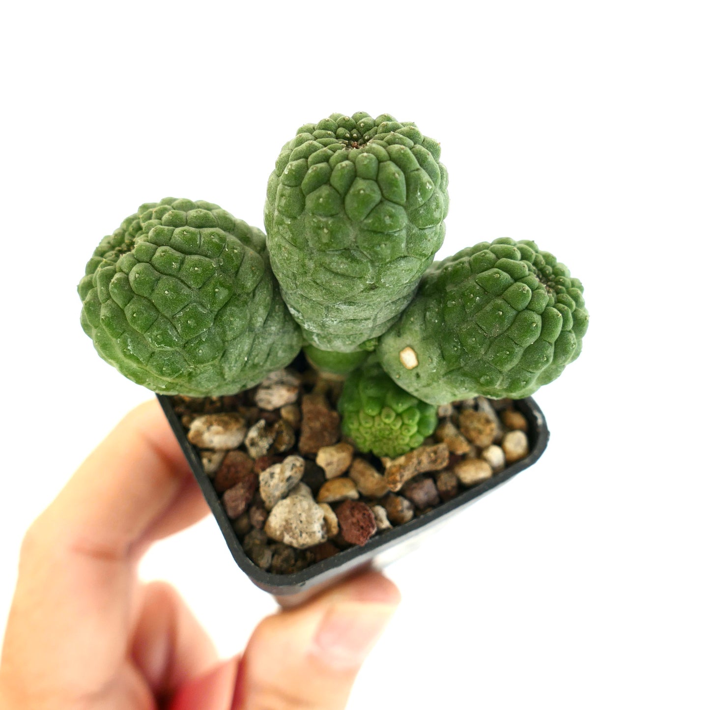 래리리치아 캑티포르미스 다섯 개의 질감 있는 녹색 머리를 가진 다육 선인장 작은 화분 포함