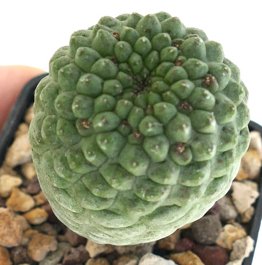 ラリリーキア・カクティフォルミス 多肉植物 サボテン 緑色の塊状乳頭と粗い質感