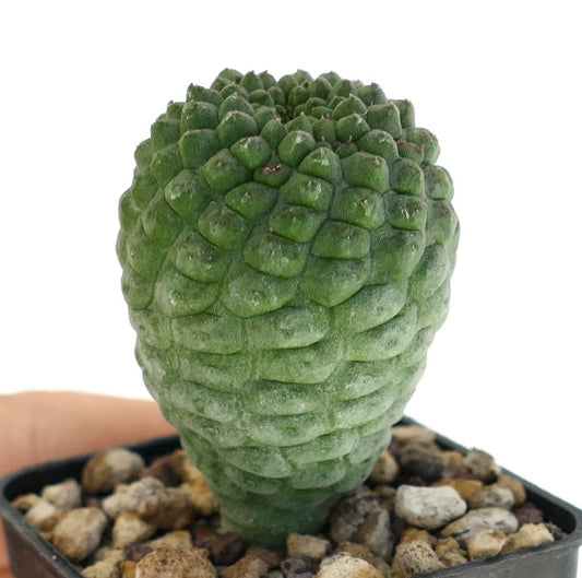 ラリリーキア・カクティフォルミス 珍しい多肉植物 サボテン テクスチャードグリーンの分割された茎 鉢植え