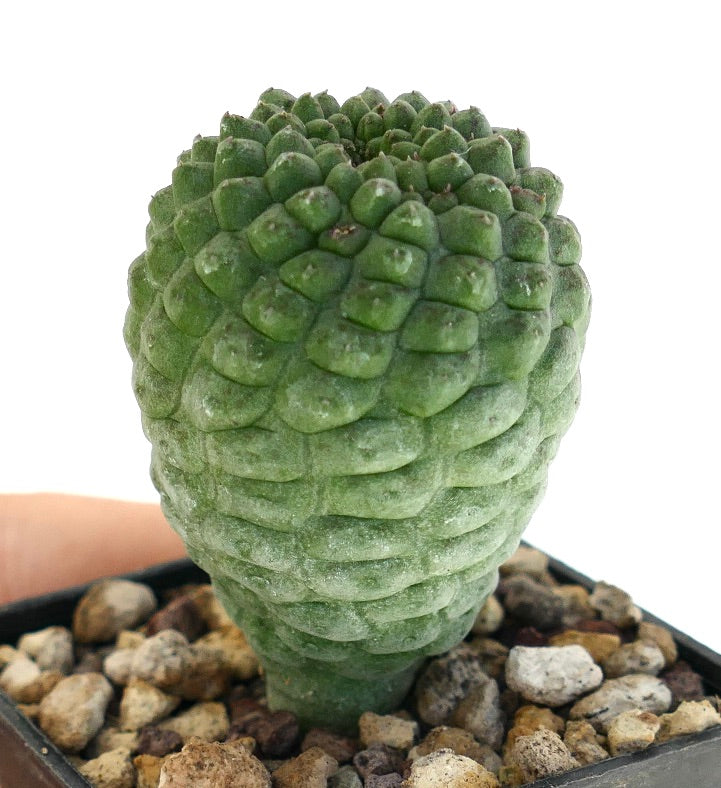 ラリーリーチア・カクティフォルミス 珍しい多肉植物のサボテンで、密集した小球状突起と緑色の質感のある茎が特徴です