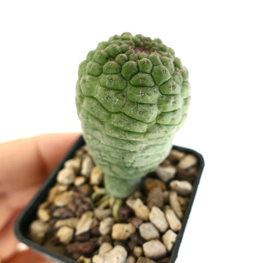 ラリールーチア・カクティフォルミス 希少多肉植物のサボテン、質感のある緑色のこぶが特徴、小さな鉢植え