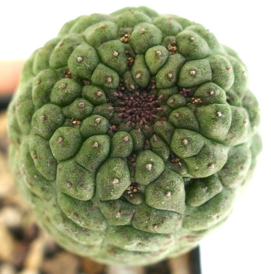 ラリリーキア・カクティフォルミス 珍しい多肉植物のサボテンで、房状のこぶと小さな棘が特徴です