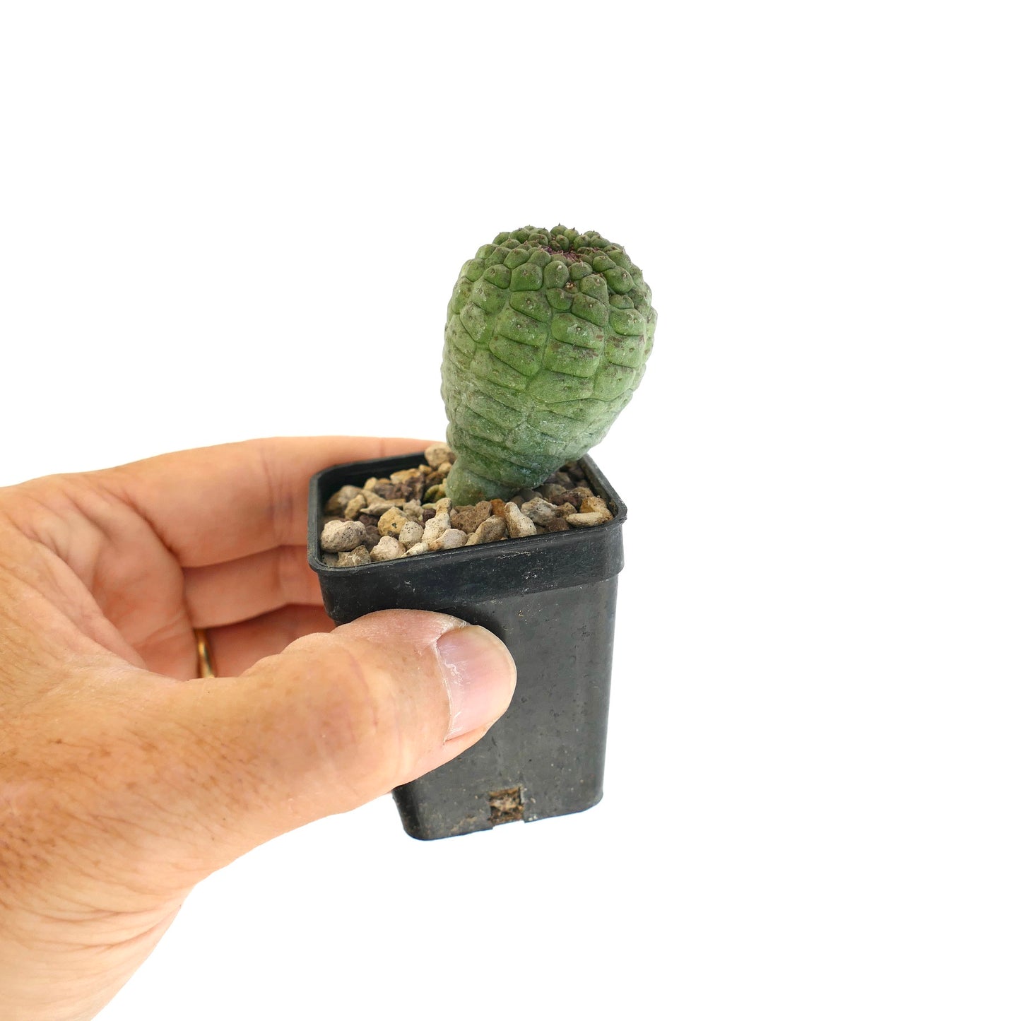 래리리치아 칵티포르미스 희귀 다육 식물 질감 있는 초록 줄기 작은 화분에 담긴 선인장