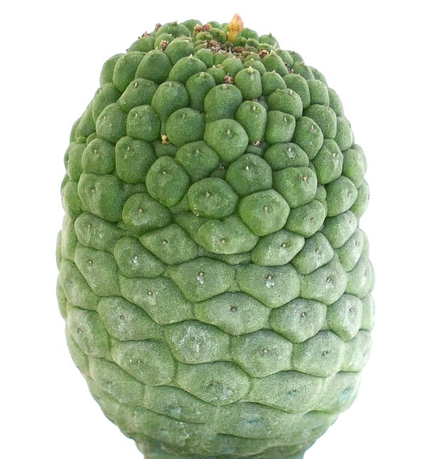 ラリーリアキア・カクティフォルミス 珍しい多肉植物のサボテンで、集まった塊茎と小さな棘が特徴です