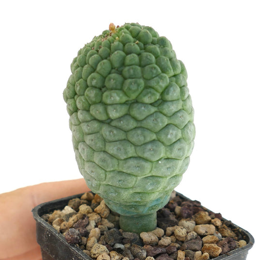 ラリリーキア・カクティフォルミス 珍しい多肉植物のサボテン、質感のある緑色の分節した茎が鉢植えされています