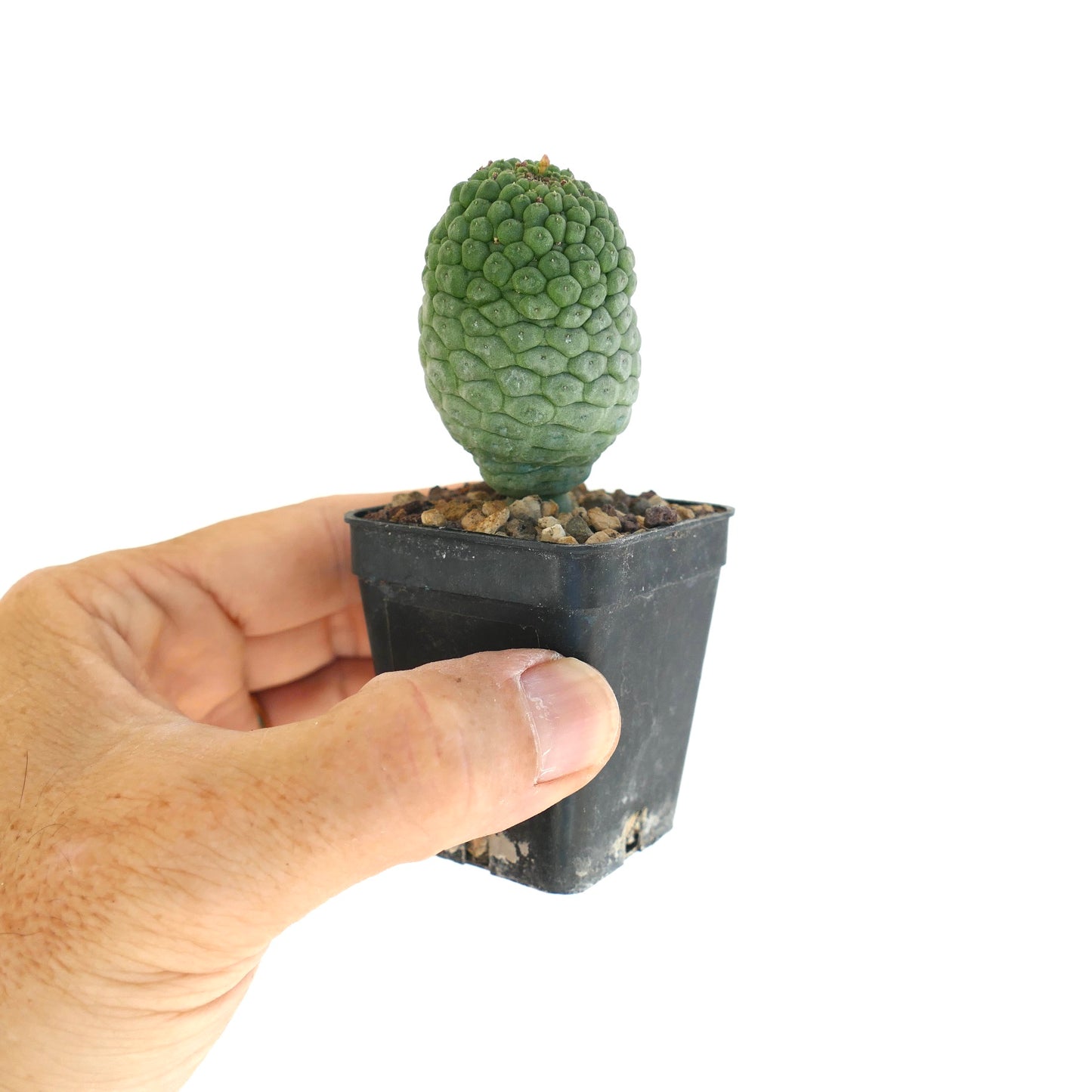 ラリーリーチア・カクティフォルミス 多肉植物 サボテン 小さな鉢に入ったでこぼこした質感の緑色の茎