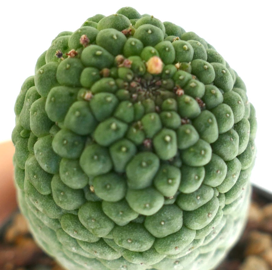 ラリールチア・カクティフォルミス 多肉質のサボテンで、密集した丸いこぶと小さな棘が特徴です