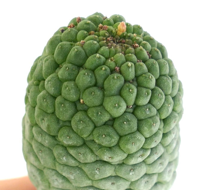 ラリールーキア・カクティフォルミス 希少な多肉サボテンで、緑色の塊状乳頭と小さな棘が特徴です