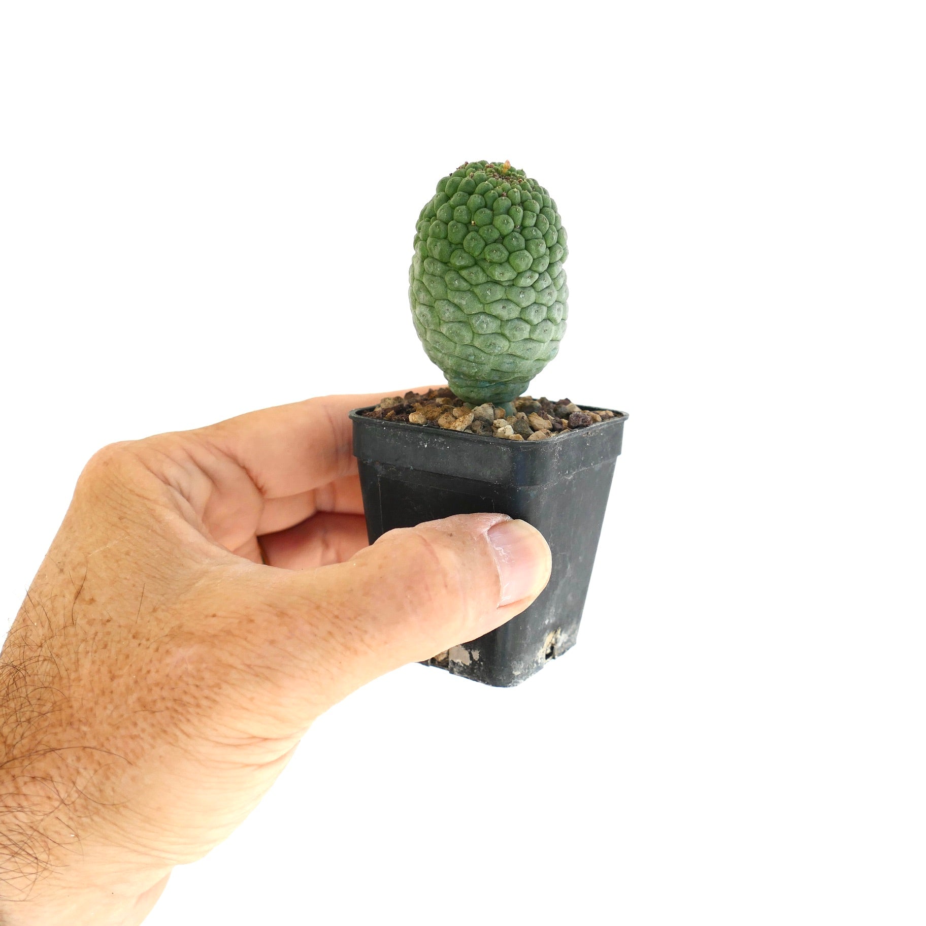 ラリールイキア・カクティフォルミス 小型多肉サボテン、黒い鉢に入ったテクスチャーのある緑色の突起付き