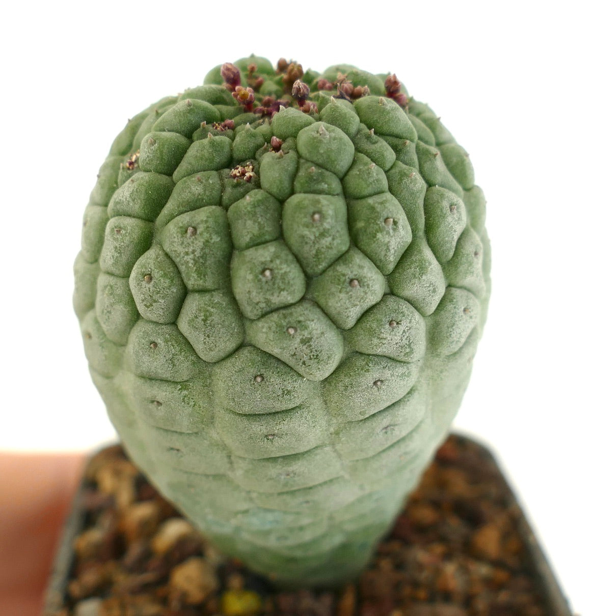 Larryleachia cactiformis succulenta con tubercoli arrotondati e piccoli fiori secchi