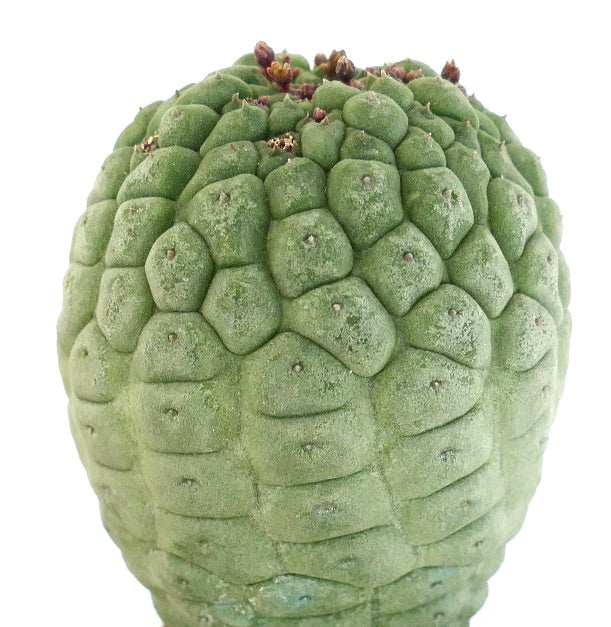 Larryleachia cactiformis succulenta con tubercoli arrotondati e piccoli boccioli di fiori marroni