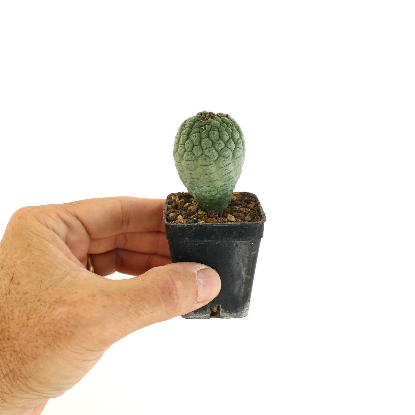 Larryleachia cactiformis piccolo cactus succulento con fusto verde strutturato in vaso nero