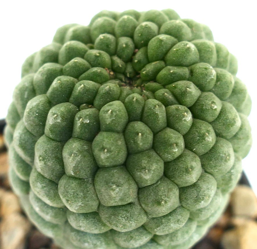 Larryleachia cactiformis succulenta con tubercoli verdi arrotondati raggruppati e piccole spine