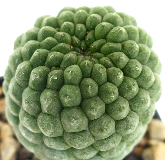 Larryleachia cactiformis succulenta con tubercoli verdi arrotondati raggruppati e piccole spine