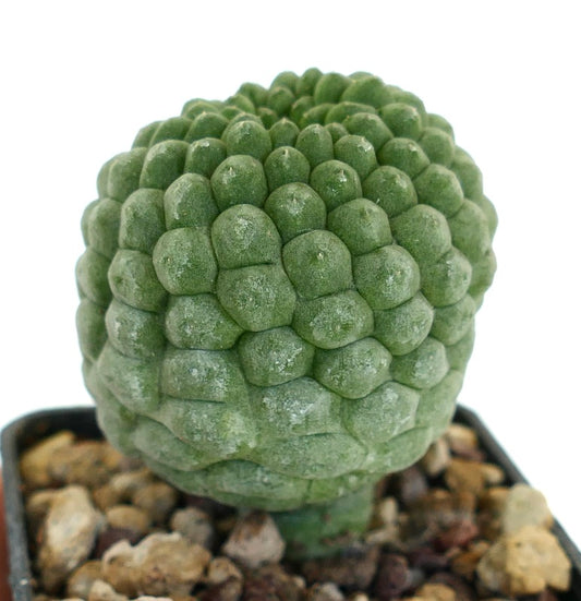 Larryleachia cactiformis cactus succulento verde con tubercoli raggruppati e superficie strutturata