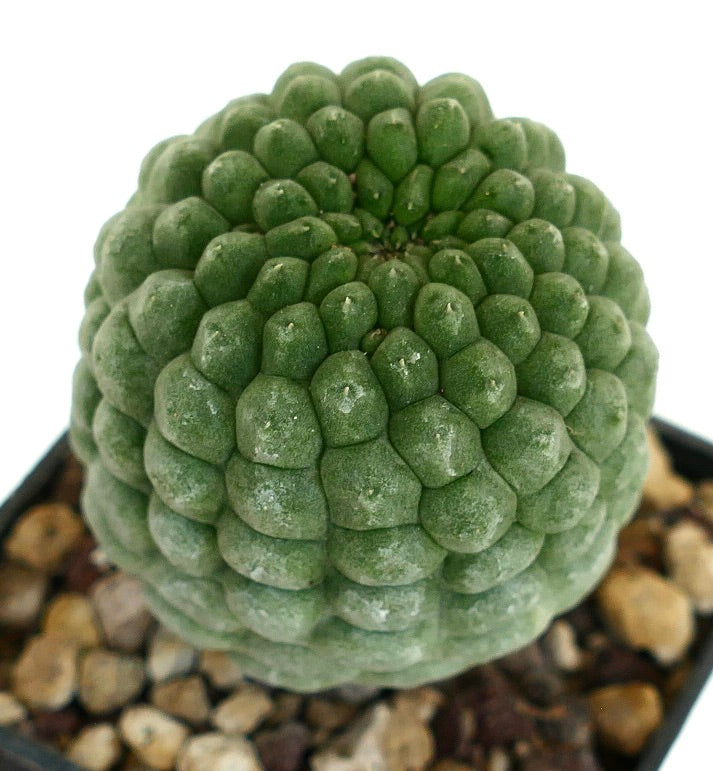 Larryleachia cactiformis raro cactus succulento con tubercoli raggruppati e superficie verde strutturata